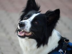 border collie